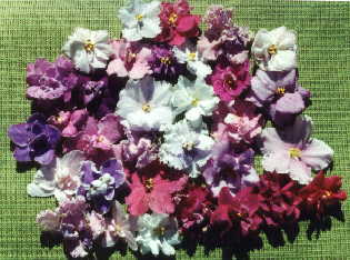 catpg5t-z Harborcrest Gardens/African Violets By Mail A mail order source  for african violets, gesneriads and tropical houseplants